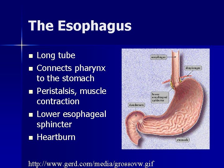 The Esophagus n n n Long tube Connects pharynx to the stomach Peristalsis, muscle