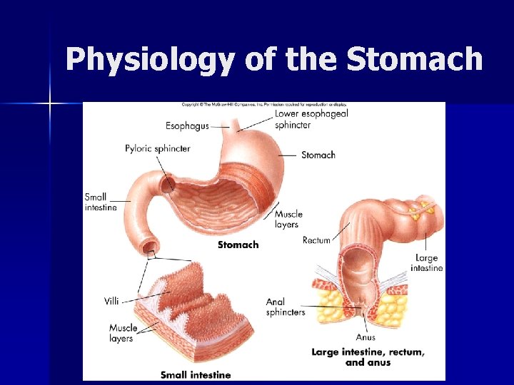 Physiology of the Stomach 