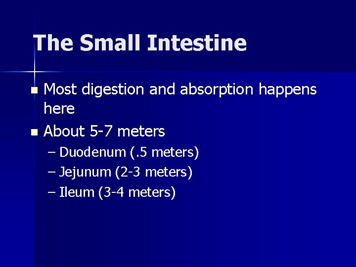 The Small Intestine Most digestion and absorption happens here n About 5 -7 meters
