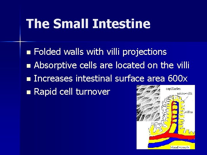 The Small Intestine Folded walls with villi projections n Absorptive cells are located on