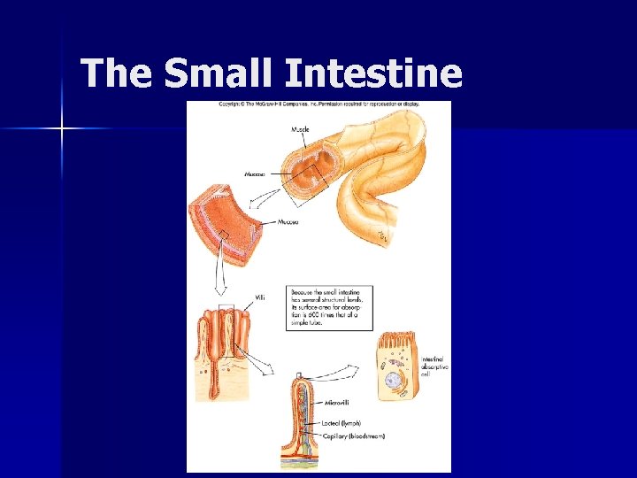 The Small Intestine 