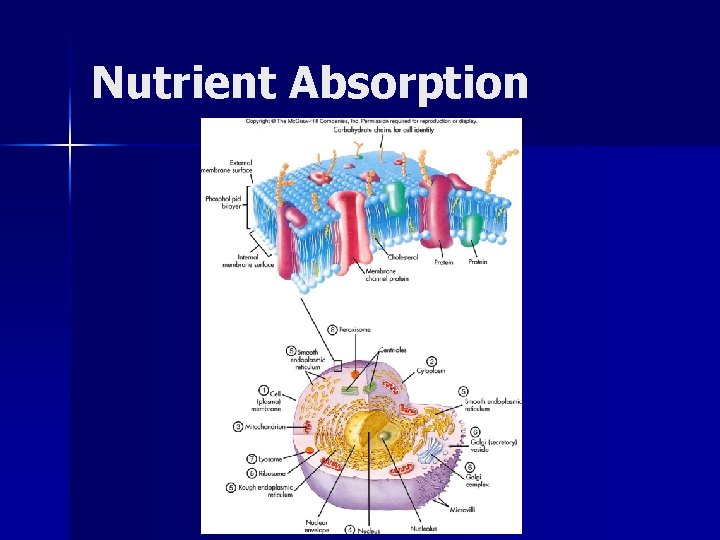 Nutrient Absorption 