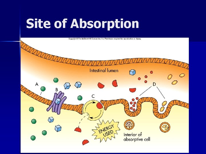 Site of Absorption 