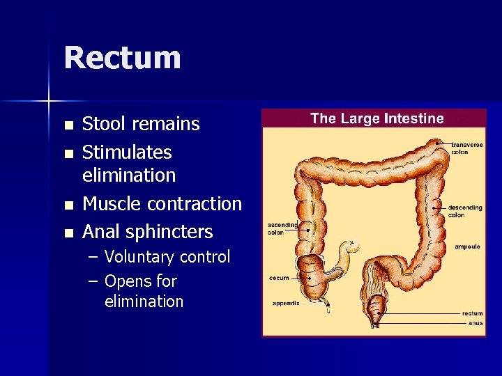 Rectum n n Stool remains Stimulates elimination Muscle contraction Anal sphincters – Voluntary control