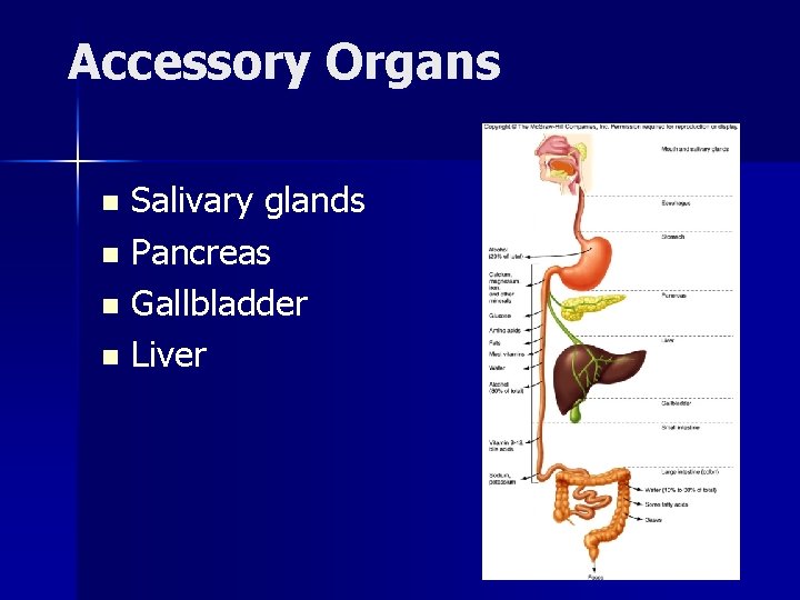Accessory Organs Salivary glands n Pancreas n Gallbladder n Liver n 