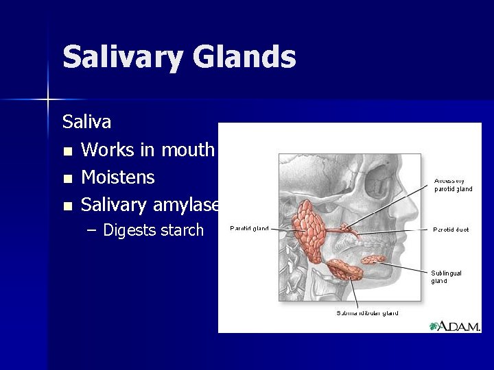 Salivary Glands Saliva n Works in mouth n Moistens n Salivary amylase – Digests
