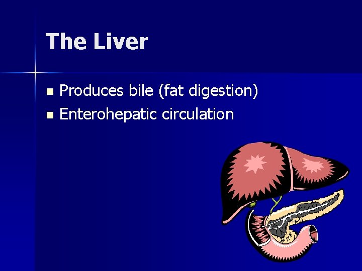 The Liver Produces bile (fat digestion) n Enterohepatic circulation n 