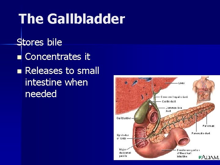 The Gallbladder Stores bile n Concentrates it n Releases to small intestine when needed
