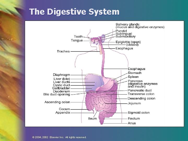 The Digestive System 