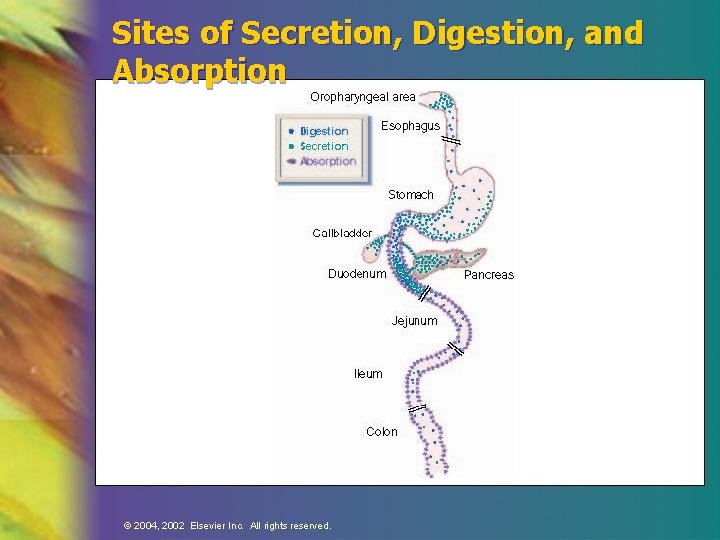 Sites of Secretion, Digestion, and Absorption 