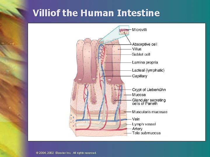 Villiof the Human Intestine 