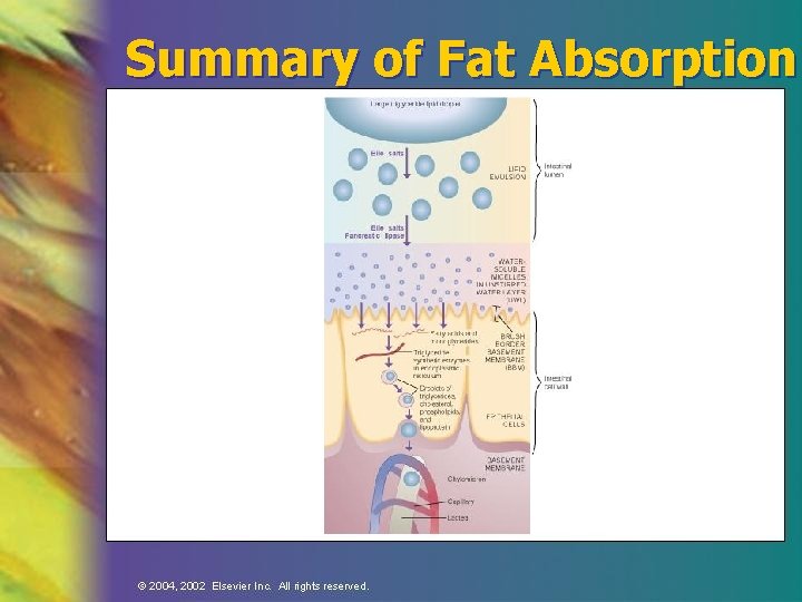 Summary of Fat Absorption 