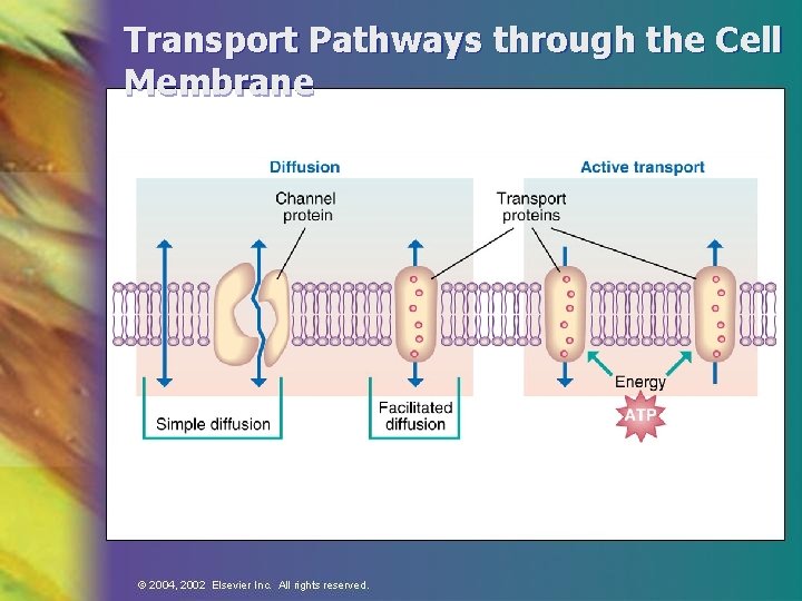 Transport Pathways through the Cell Membrane 