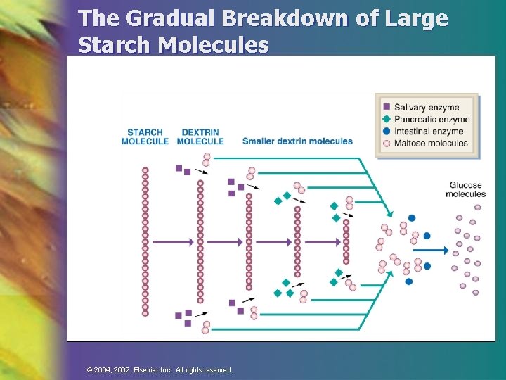 The Gradual Breakdown of Large Starch Molecules 
