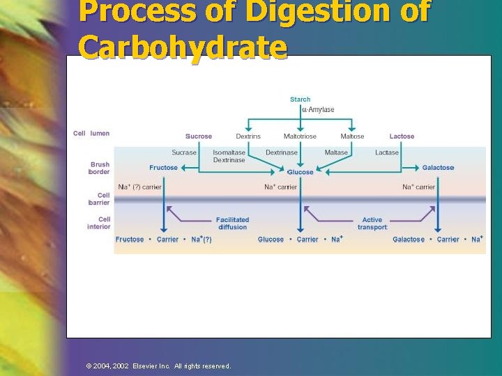 Process of Digestion of Carbohydrate 