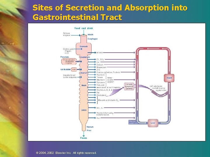 Sites of Secretion and Absorption into Gastrointestinal Tract 