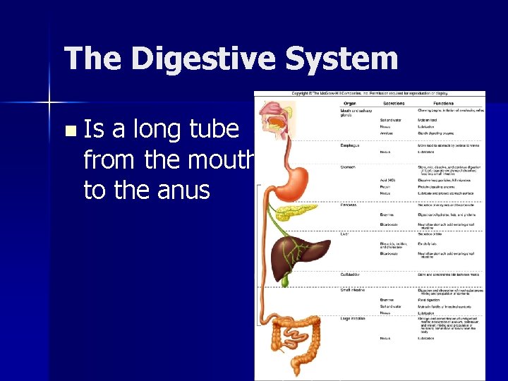 The Digestive System n Is a long tube from the mouth to the anus