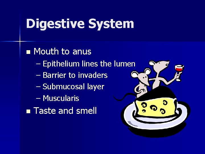 Digestive System n Mouth to anus – Epithelium lines the lumen – Barrier to