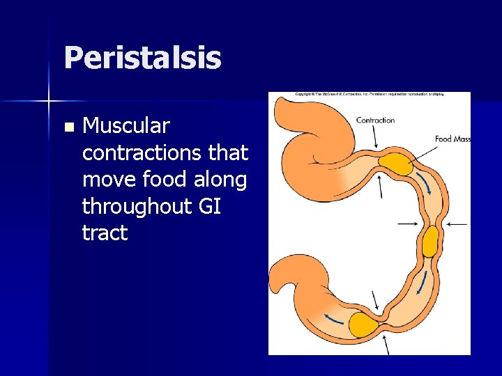 Peristalsis n Muscular contractions that move food along throughout GI tract 