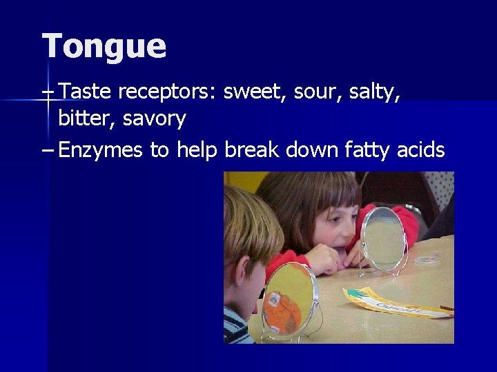 Tongue – Taste receptors: sweet, sour, salty, bitter, savory – Enzymes to help break