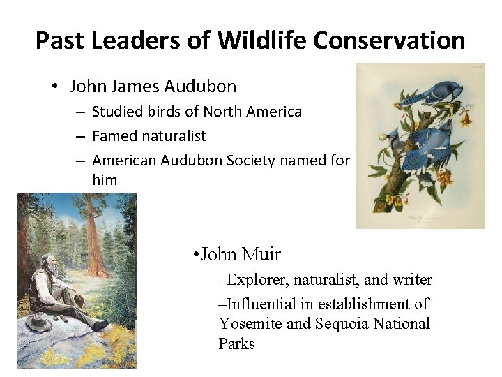 Past Leaders of Wildlife Conservation • John James Audubon – Studied birds of North