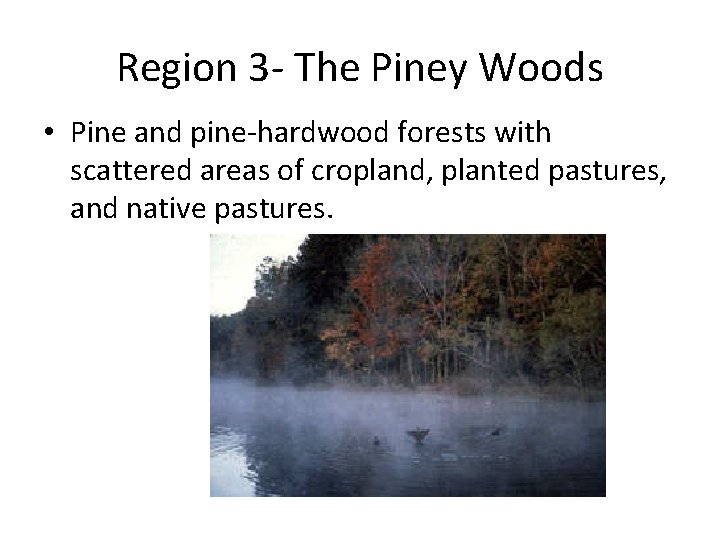 Region 3 - The Piney Woods • Pine and pine-hardwood forests with scattered areas