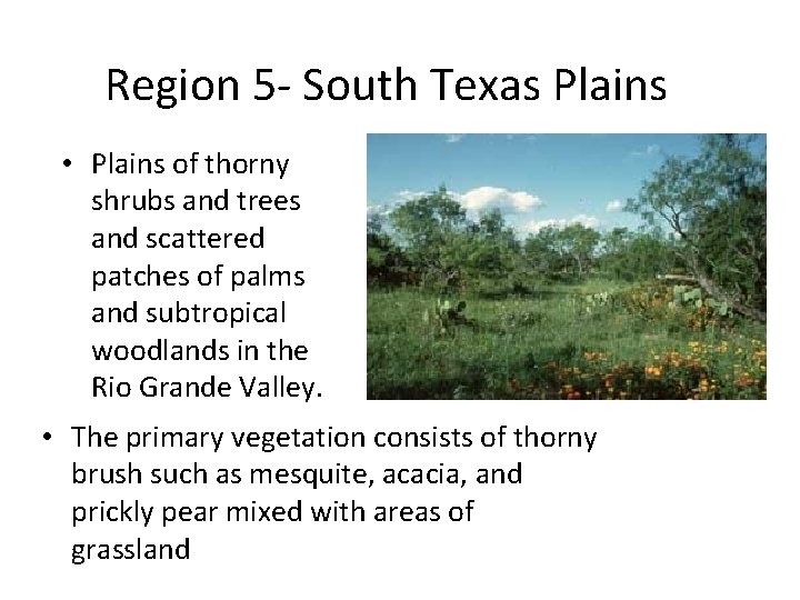 Region 5 - South Texas Plains • Plains of thorny shrubs and trees and