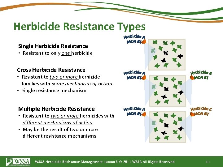 Herbicide Resistance Types Single Herbicide Resistance • Resistant to only one herbicide Cross Herbicide