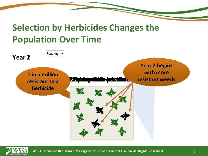 Selection by Herbicides Changes the Population Over Time 1 Year 2 Example Year 2