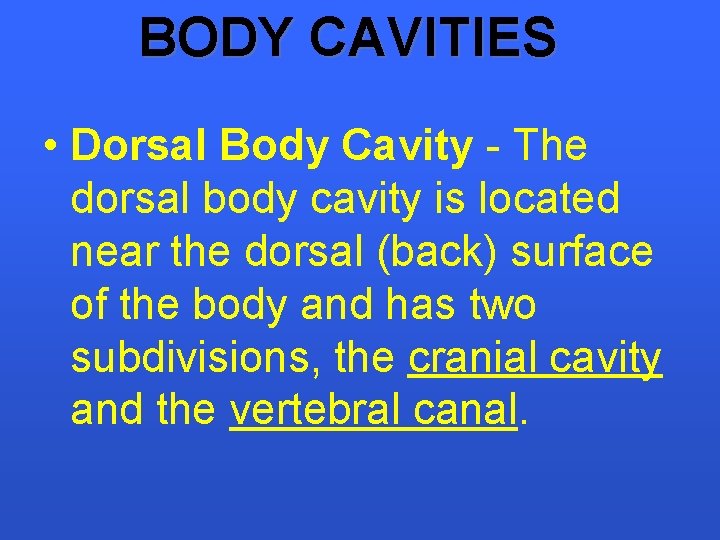 BODY CAVITIES • Dorsal Body Cavity - The dorsal body cavity is located near