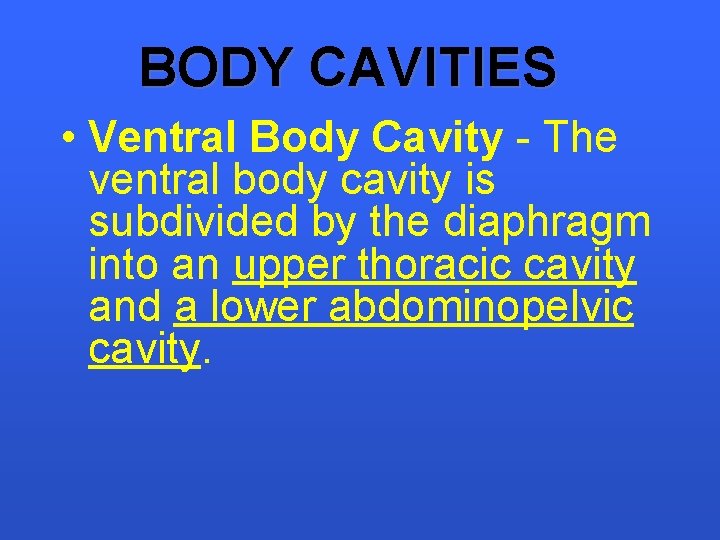 BODY CAVITIES • Ventral Body Cavity - The ventral body cavity is subdivided by