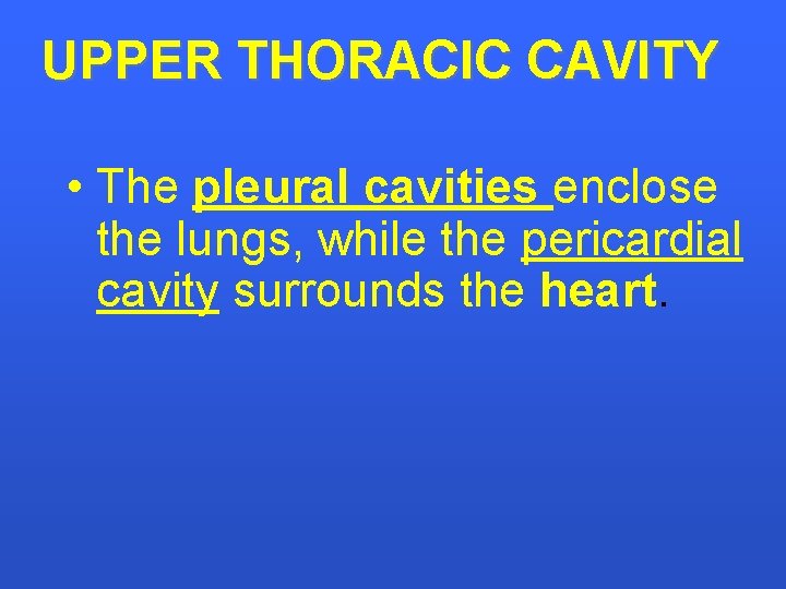 UPPER THORACIC CAVITY • The pleural cavities enclose the lungs, while the pericardial cavity