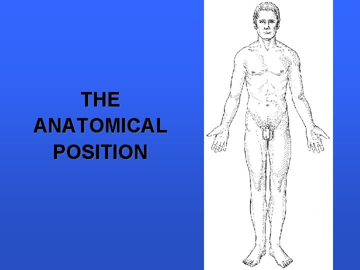 THE ANATOMICAL POSITION 