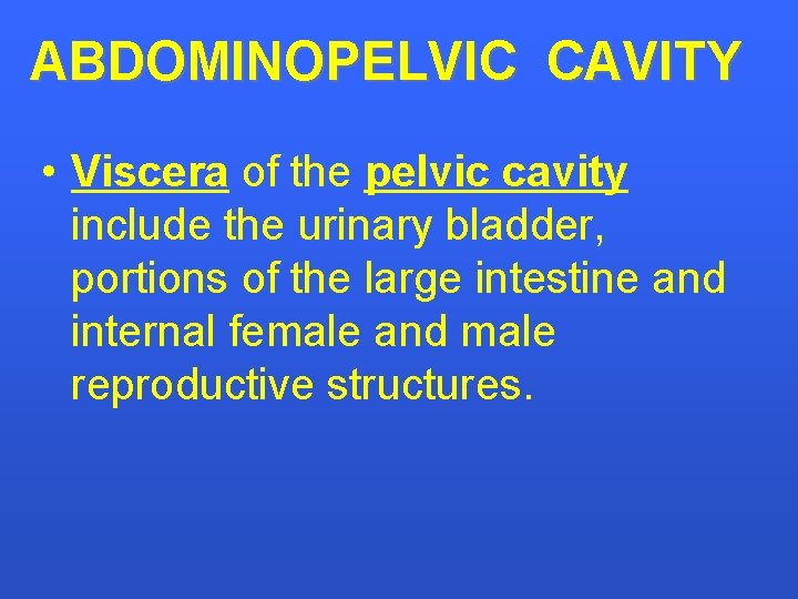 ABDOMINOPELVIC CAVITY • Viscera of the pelvic cavity include the urinary bladder, portions of