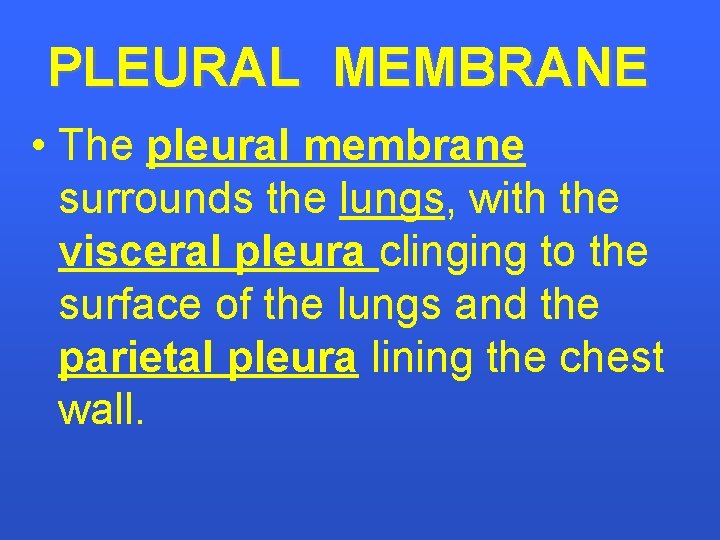 PLEURAL MEMBRANE • The pleural membrane surrounds the lungs, with the visceral pleura clinging