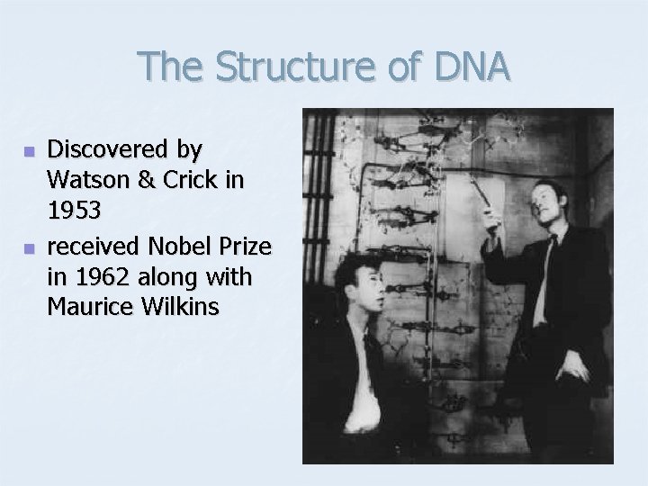 The Structure of DNA n n Discovered by Watson & Crick in 1953 received