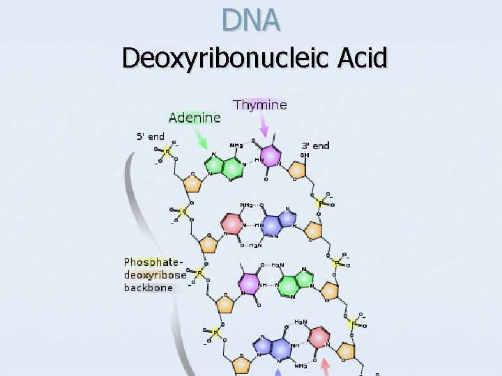 DNA Deoxyribonucleic Acid 