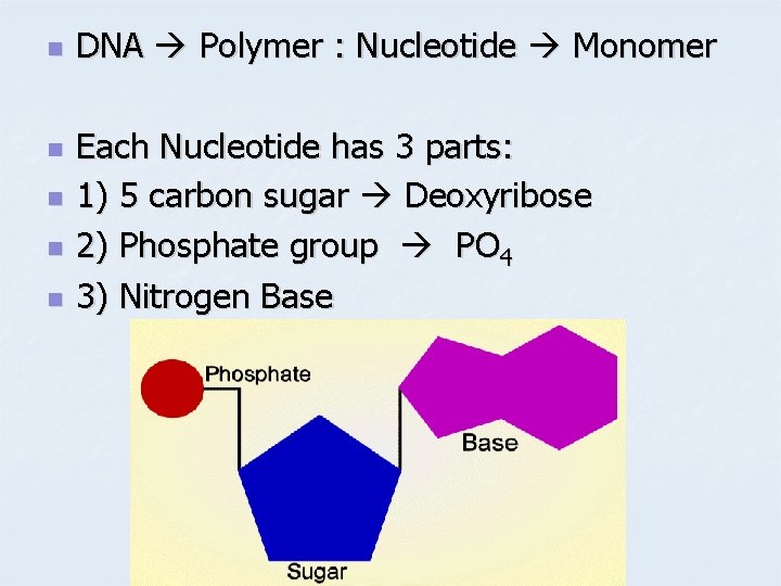 n n n DNA Polymer : Nucleotide Monomer Each Nucleotide has 3 parts: 1)