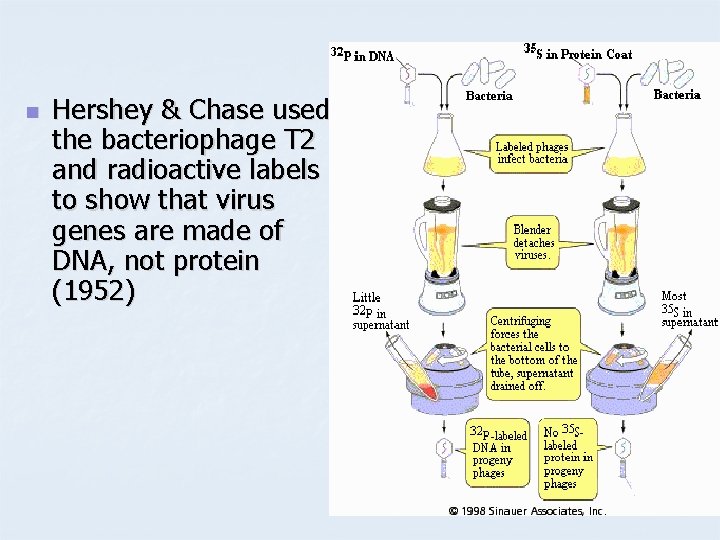 n Hershey & Chase used the bacteriophage T 2 and radioactive labels to show