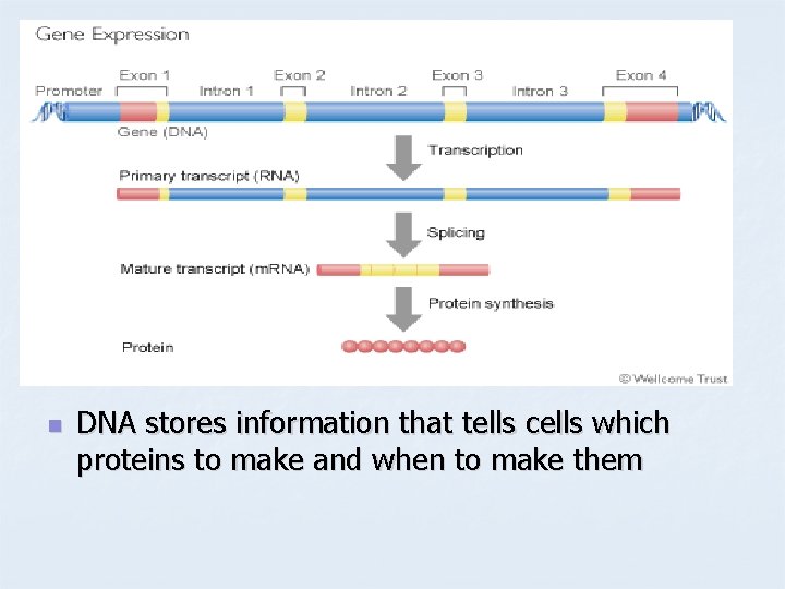 n DNA stores information that tells cells which proteins to make and when to