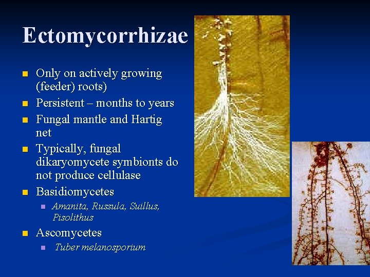 Ectomycorrhizae n n n Only on actively growing (feeder) roots) Persistent – months to Ectomycorrhizae n n n Only on actively growing (feeder) roots) Persistent – months to