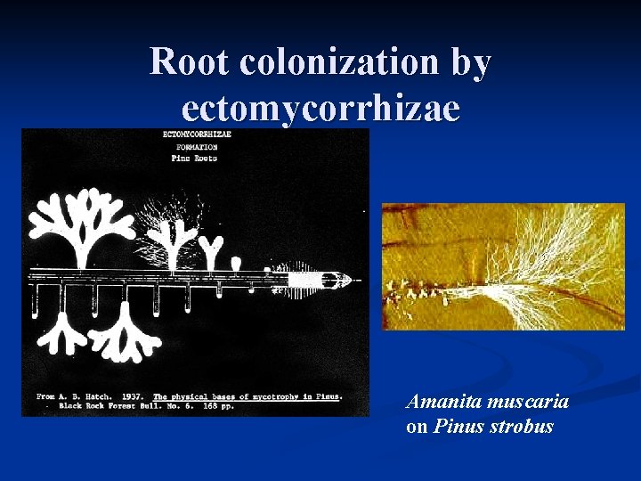 Root colonization by ectomycorrhizae Amanita muscaria on Pinus strobus Root colonization by ectomycorrhizae Amanita muscaria on Pinus strobus