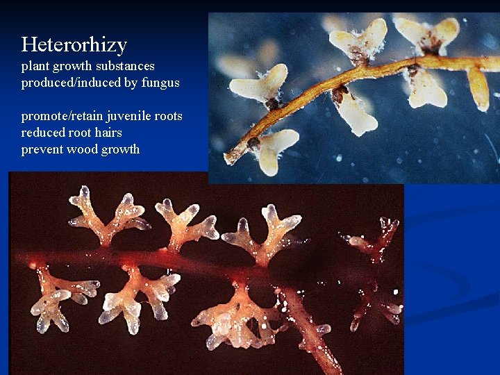 Heterorhizy plant growth substances produced/induced by fungus promote/retain juvenile roots reduced root hairs prevent Heterorhizy plant growth substances produced/induced by fungus promote/retain juvenile roots reduced root hairs prevent
