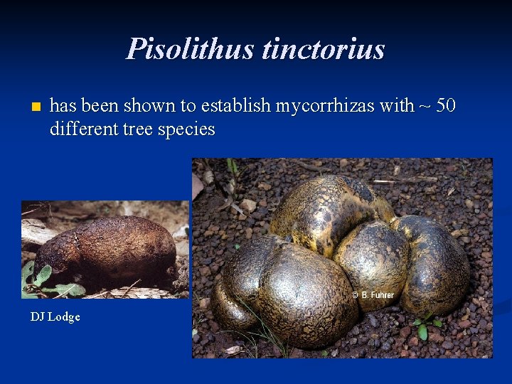 Pisolithus tinctorius n has been shown to establish mycorrhizas with ~ 50 different tree Pisolithus tinctorius n has been shown to establish mycorrhizas with ~ 50 different tree