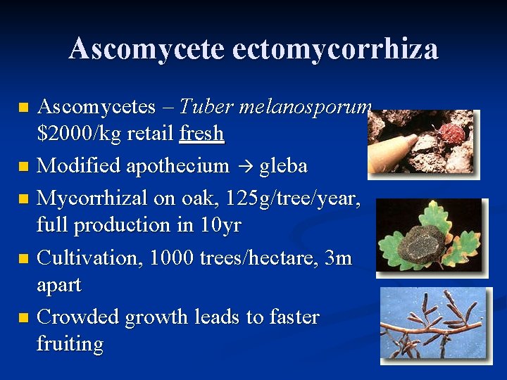 Ascomycete ectomycorrhiza Ascomycetes – Tuber melanosporum $2000/kg retail fresh n Modified apothecium gleba n Ascomycete ectomycorrhiza Ascomycetes – Tuber melanosporum $2000/kg retail fresh n Modified apothecium gleba n