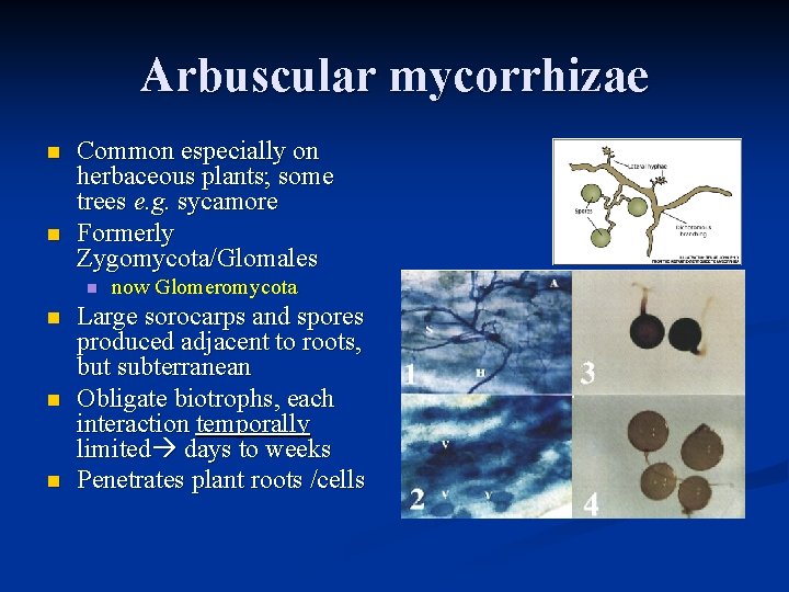 Arbuscular mycorrhizae n n Common especially on herbaceous plants; some trees e. g. sycamore Arbuscular mycorrhizae n n Common especially on herbaceous plants; some trees e. g. sycamore
