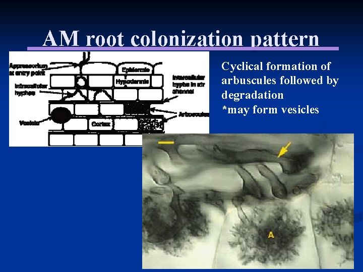 AM root colonization pattern Cyclical formation of arbuscules followed by degradation *may form vesicles AM root colonization pattern Cyclical formation of arbuscules followed by degradation *may form vesicles