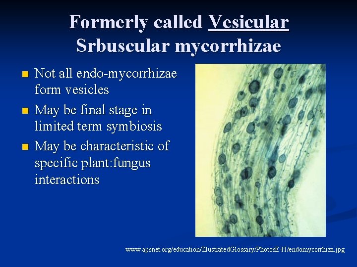 Formerly called Vesicular Srbuscular mycorrhizae n n n Not all endo-mycorrhizae form vesicles May Formerly called Vesicular Srbuscular mycorrhizae n n n Not all endo-mycorrhizae form vesicles May