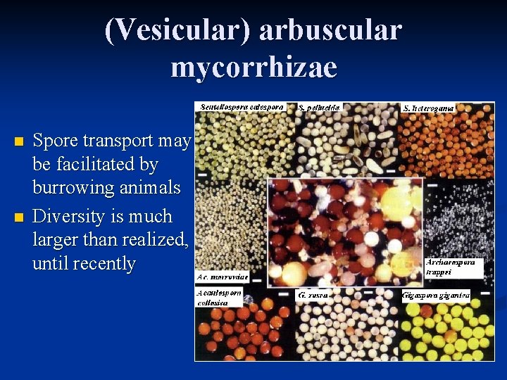 (Vesicular) arbuscular mycorrhizae n n Spore transport may be facilitated by burrowing animals Diversity (Vesicular) arbuscular mycorrhizae n n Spore transport may be facilitated by burrowing animals Diversity