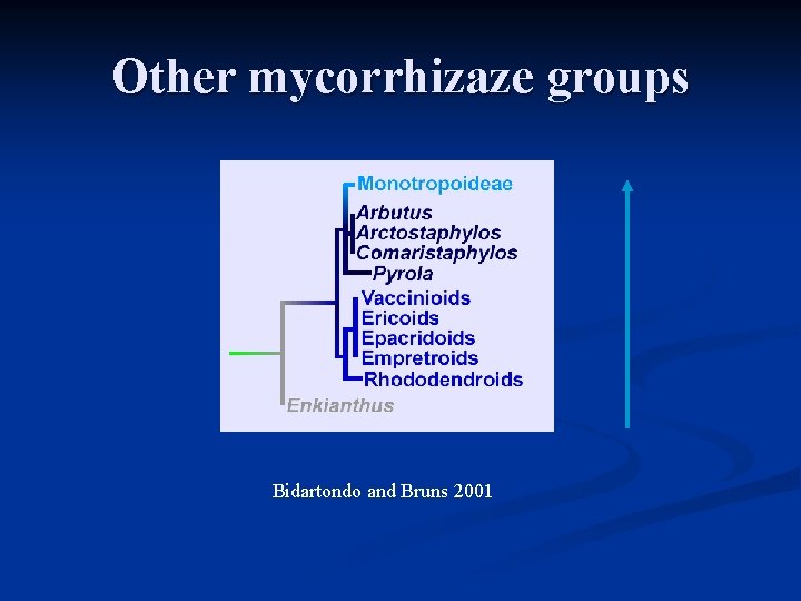 Other mycorrhizaze groups Bidartondo and Bruns 2001 Other mycorrhizaze groups Bidartondo and Bruns 2001